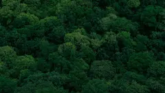 Random Forest: Why it keeps beating my simple models