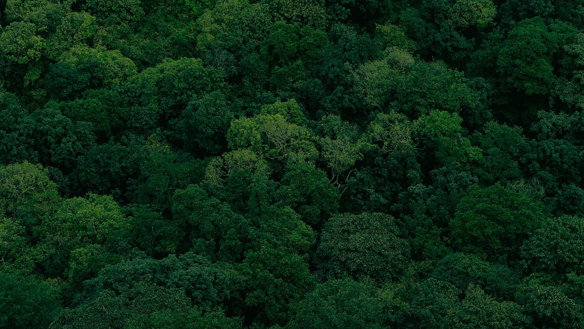 Random Forest: Why it keeps beating my simple models Random Forest: Why it keeps beating my simple models